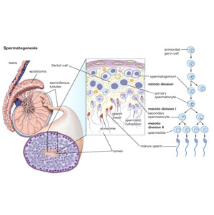 edocrine sysytem